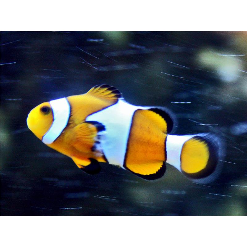 Amphiprion percula - imagine 3